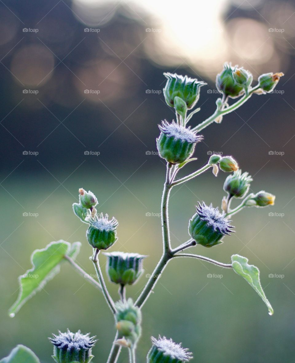 Dewy sunflower buds in a farm field 