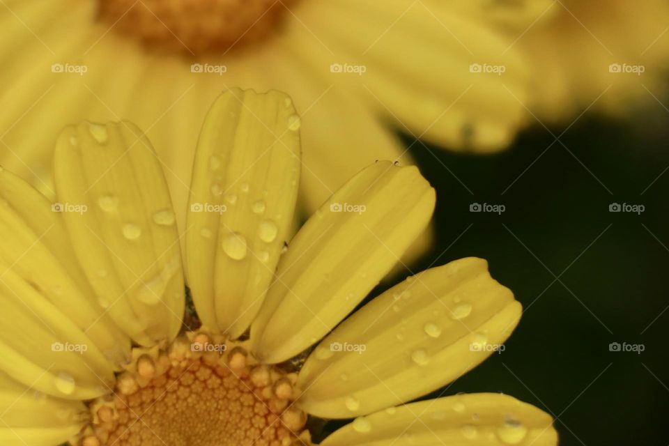 Chrysanthemum flowers with rain drops 