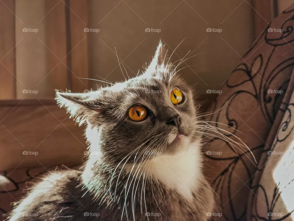 A gray Scottish cat with a white scarf and yellow eyes looks funny.