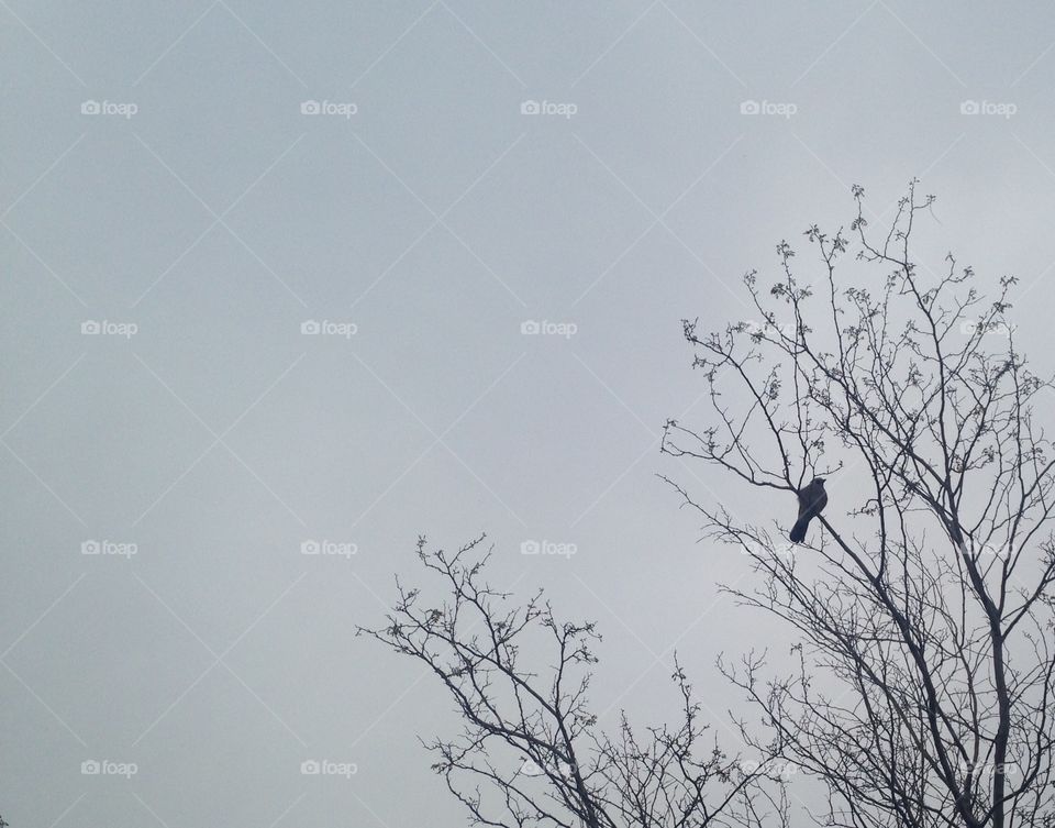 Sky cloudy with bird on tree in spring semester in Amman city at jordan country 
12/3/2016