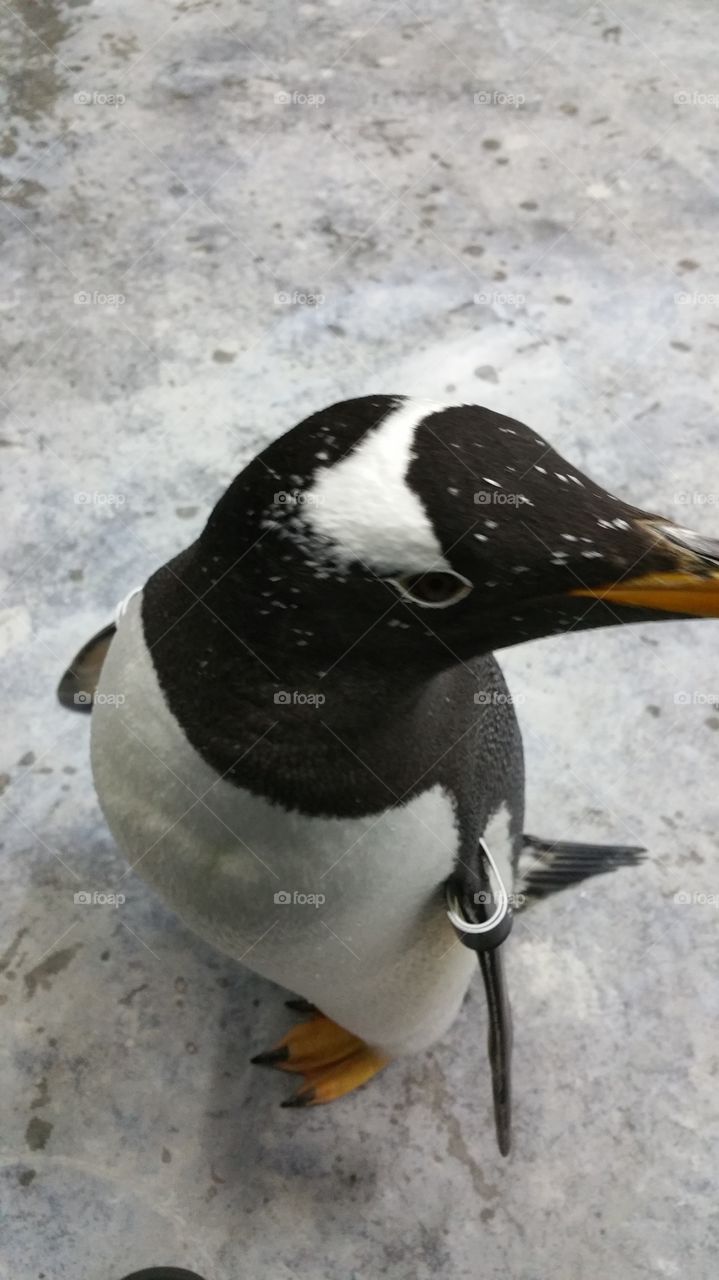 Penguin Glare