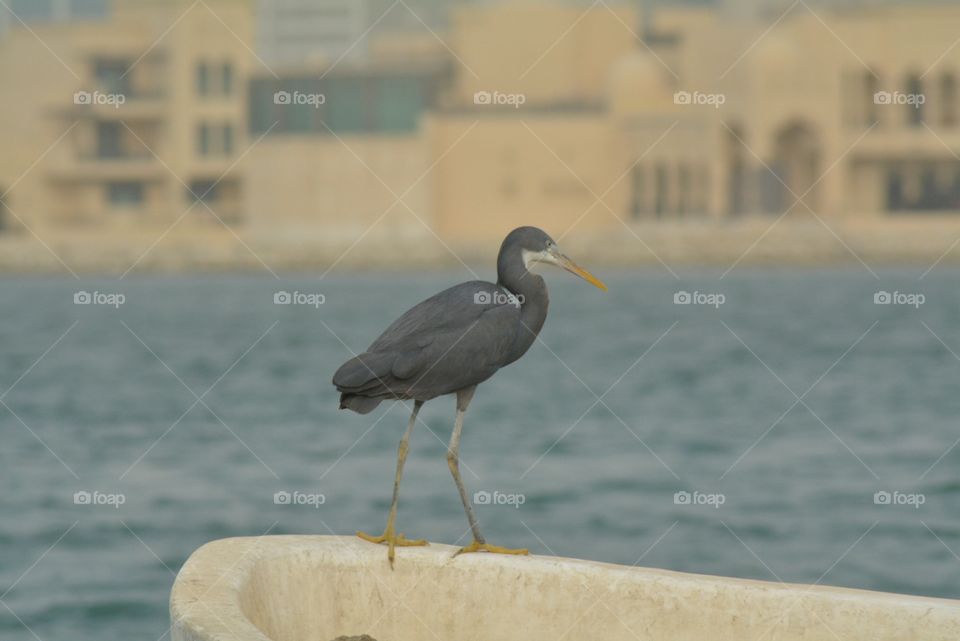 Birds of Bahrain