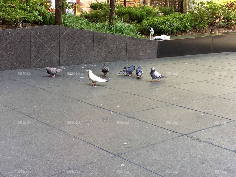 Pigeons