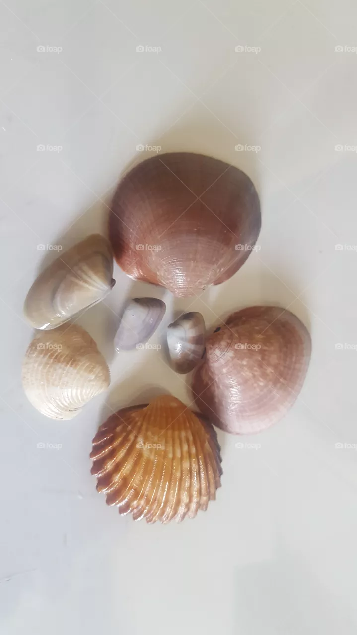 shell