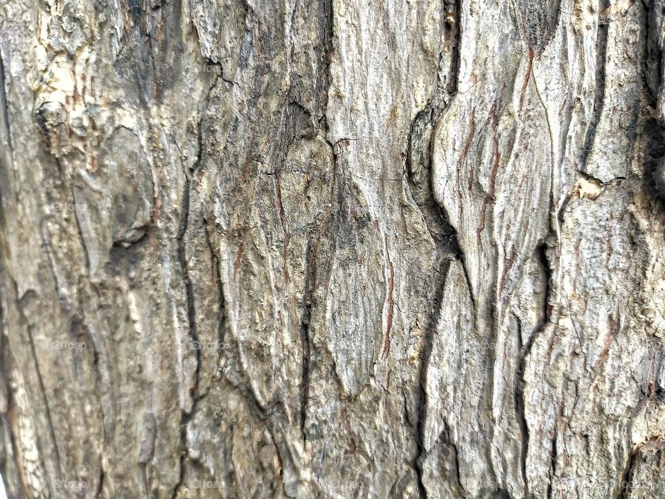 Selective focus of exfoliated outer bark of a tree.
