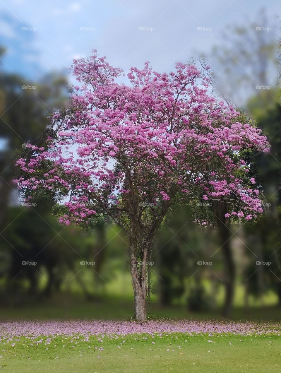 Spring in Brazil