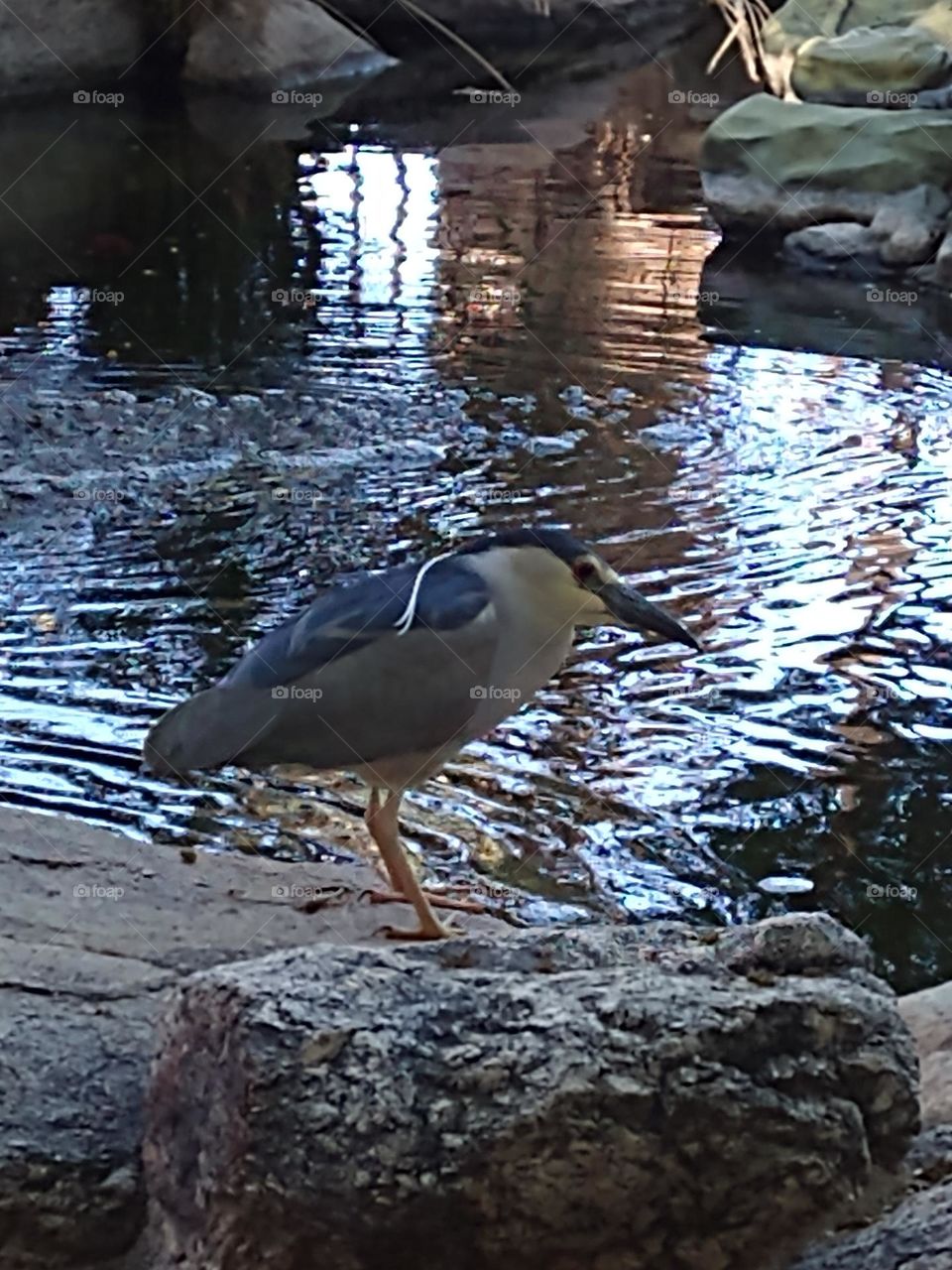 Black crowned night heron