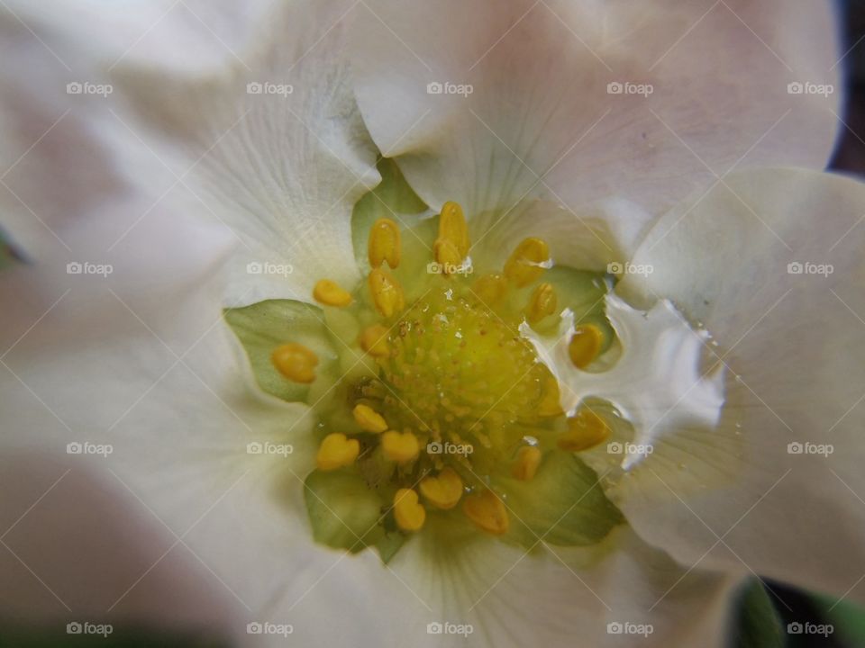 Inside strawberry bloom