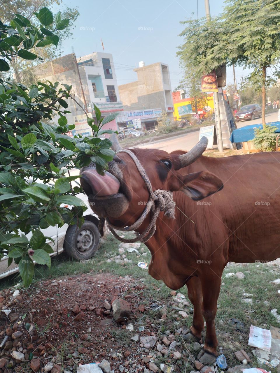 cow eating tree leaves