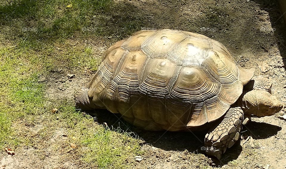 a tortoise slowly crawling around in the sun