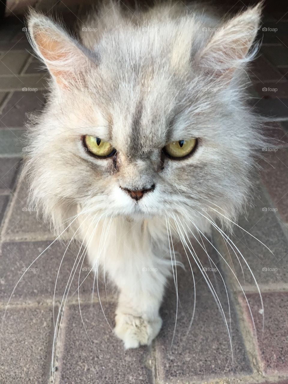 Portrait of siberian cat