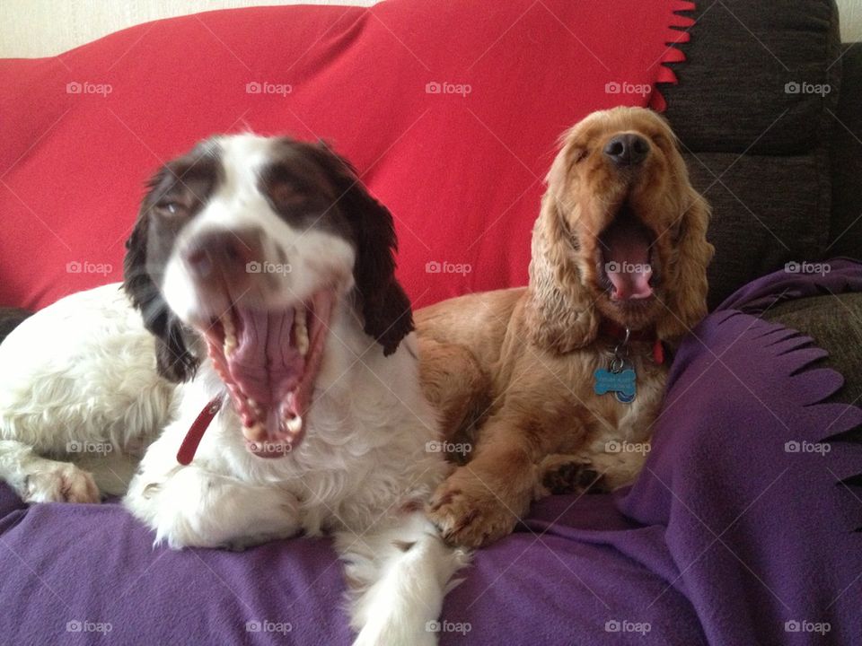 Double yawn!