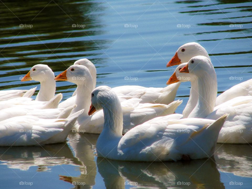 #White geese#poultry#very beautiful#white#brilliant#ablaze#clean#swim#pond# small river