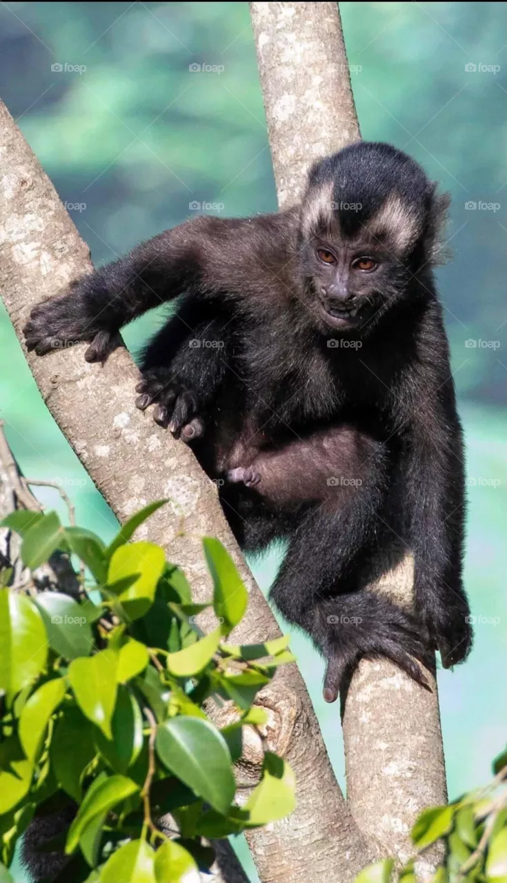 A naughty monkey