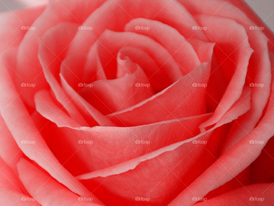 Extreme close-up of rose flower