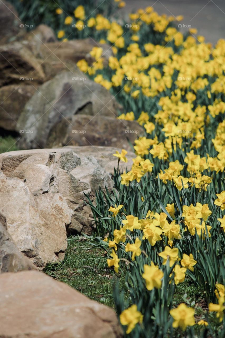 Springtime blooms 