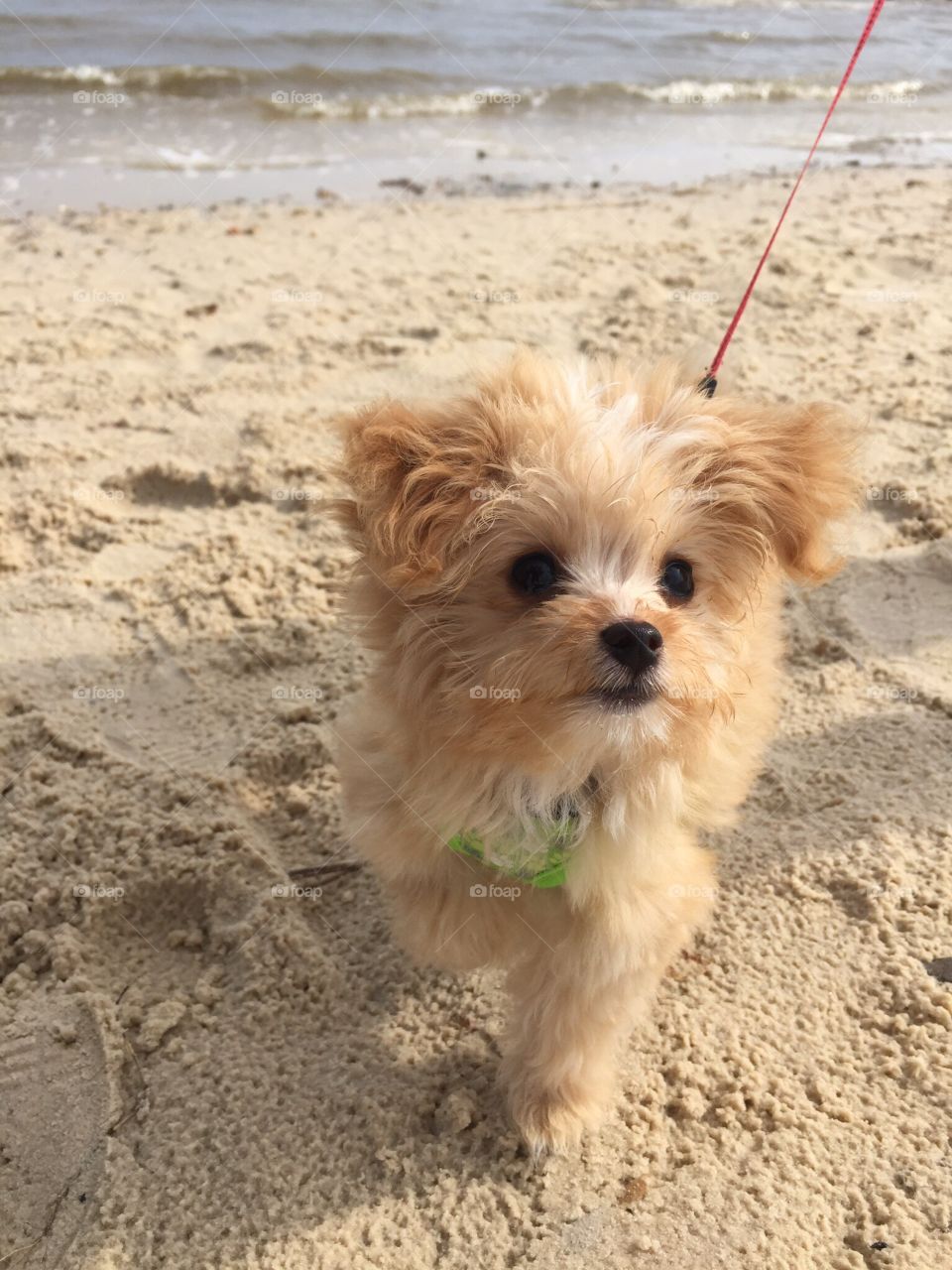 Chiapoo puppy hanging out on the sandy beach
