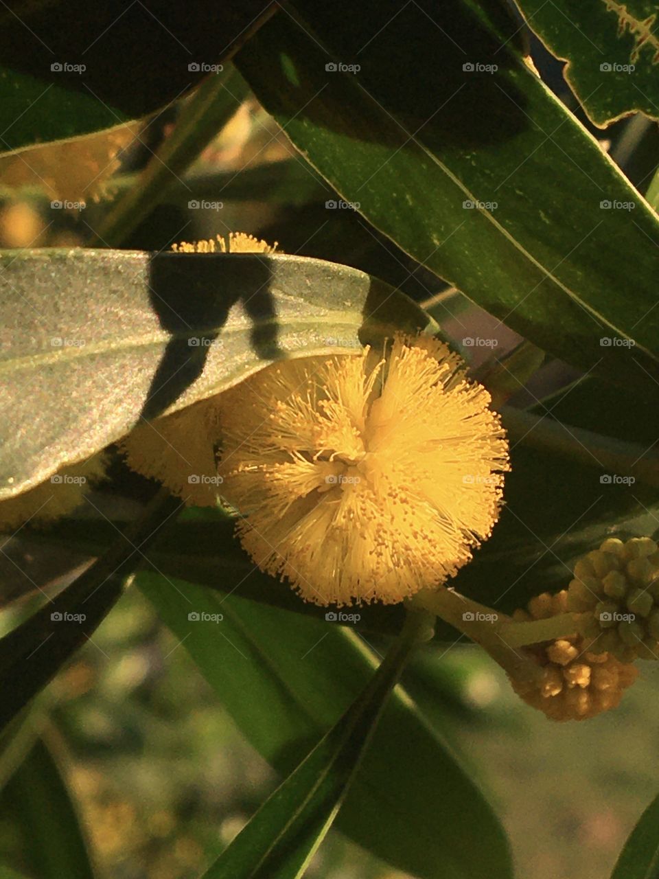 Bright yellow mimosa flower