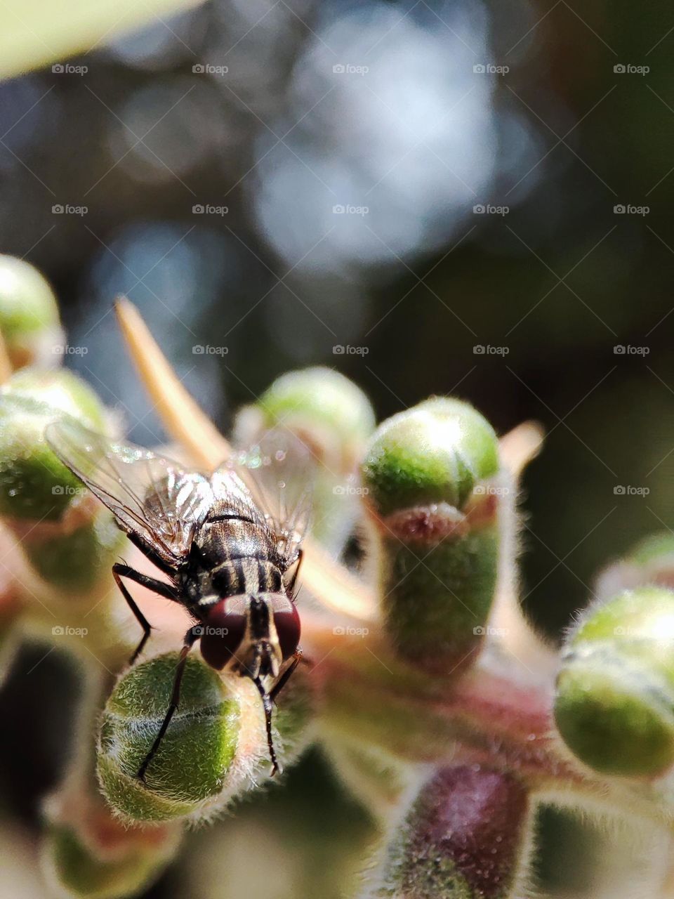 Housefly on a bottlebrush tree