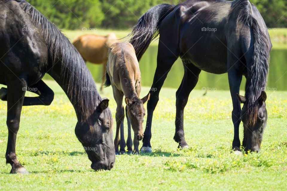 Dinner Time for the Horse Family