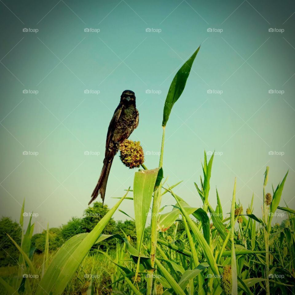 black bird looking at me