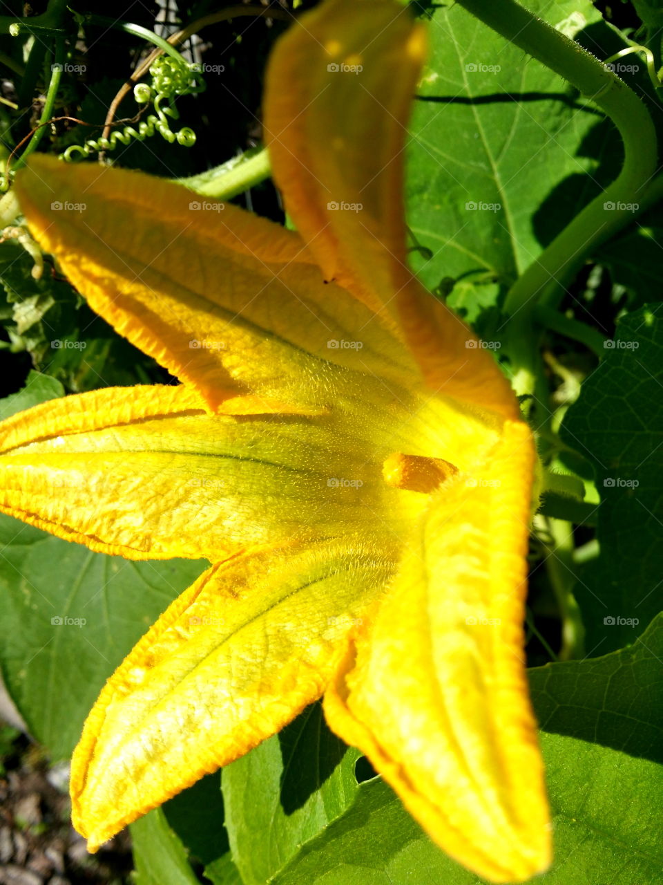 In the garden 🌼🐝🐞