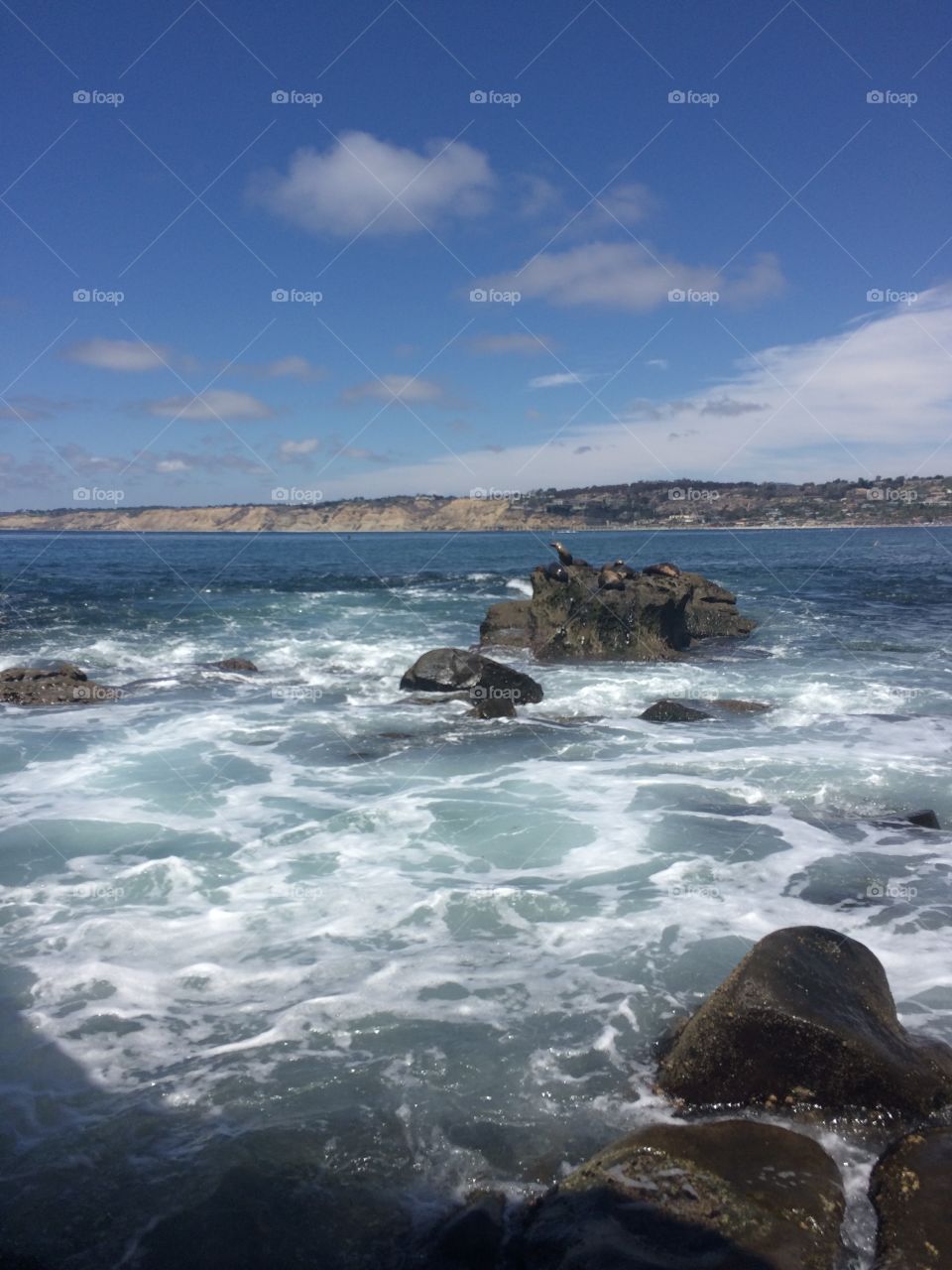 Seals on a rock. La Jolla Cove, Ca. A sunny day at the cove.