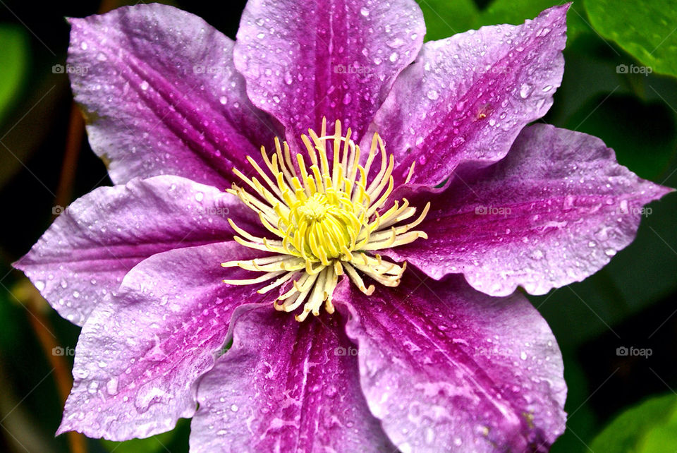 garden flora flower summer by lgt41