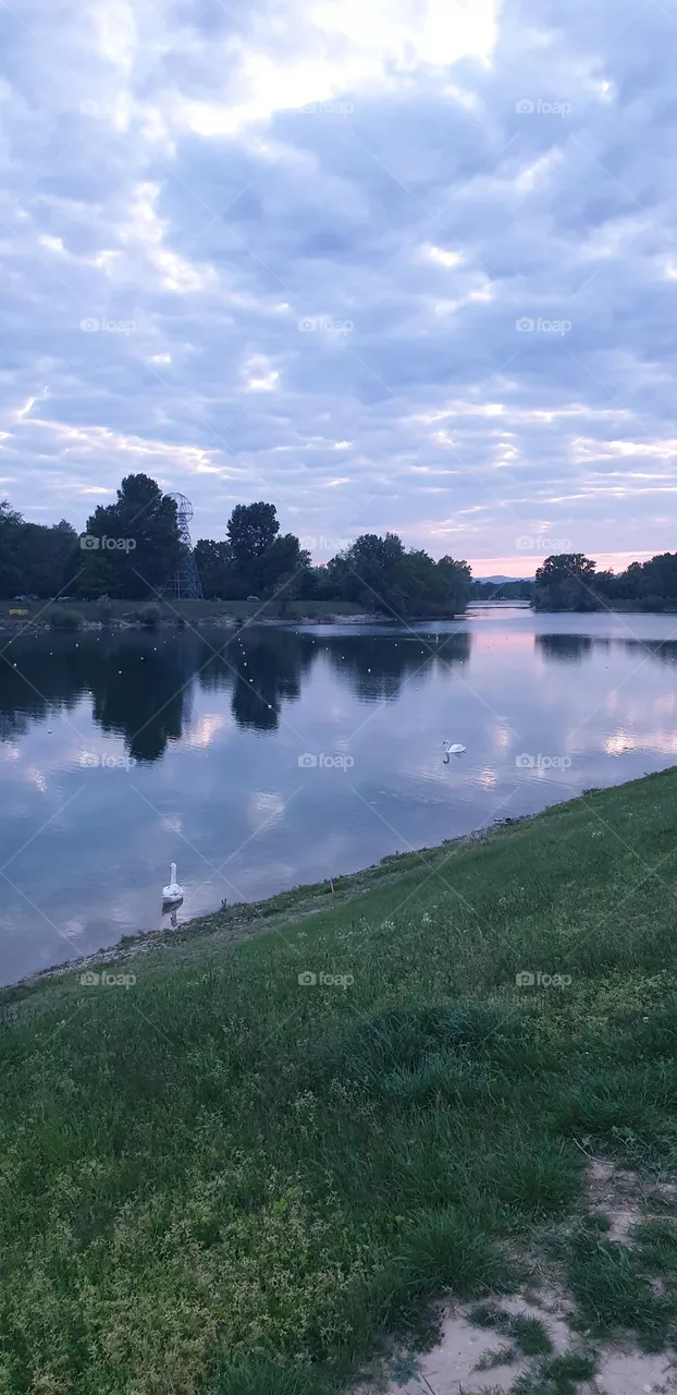 swans in the lake