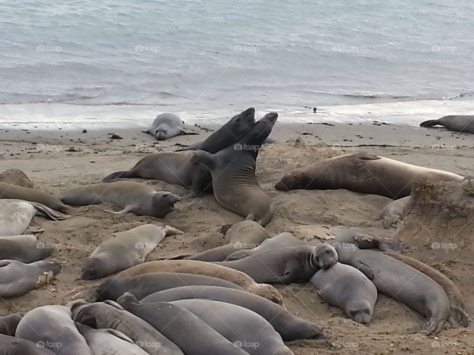 Elephant seals. Elephant seals on California coast