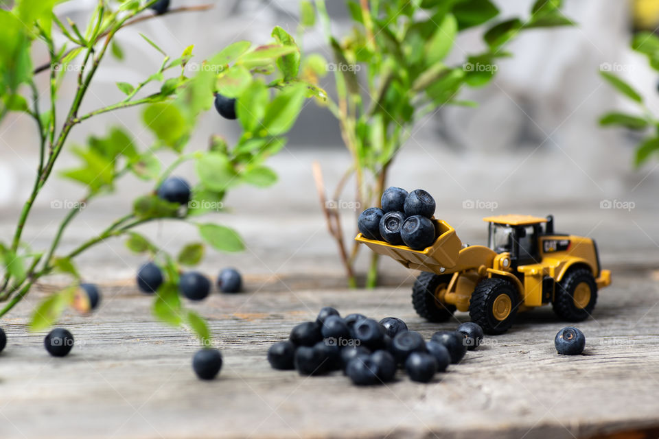 wheel loader loaded with blueberries