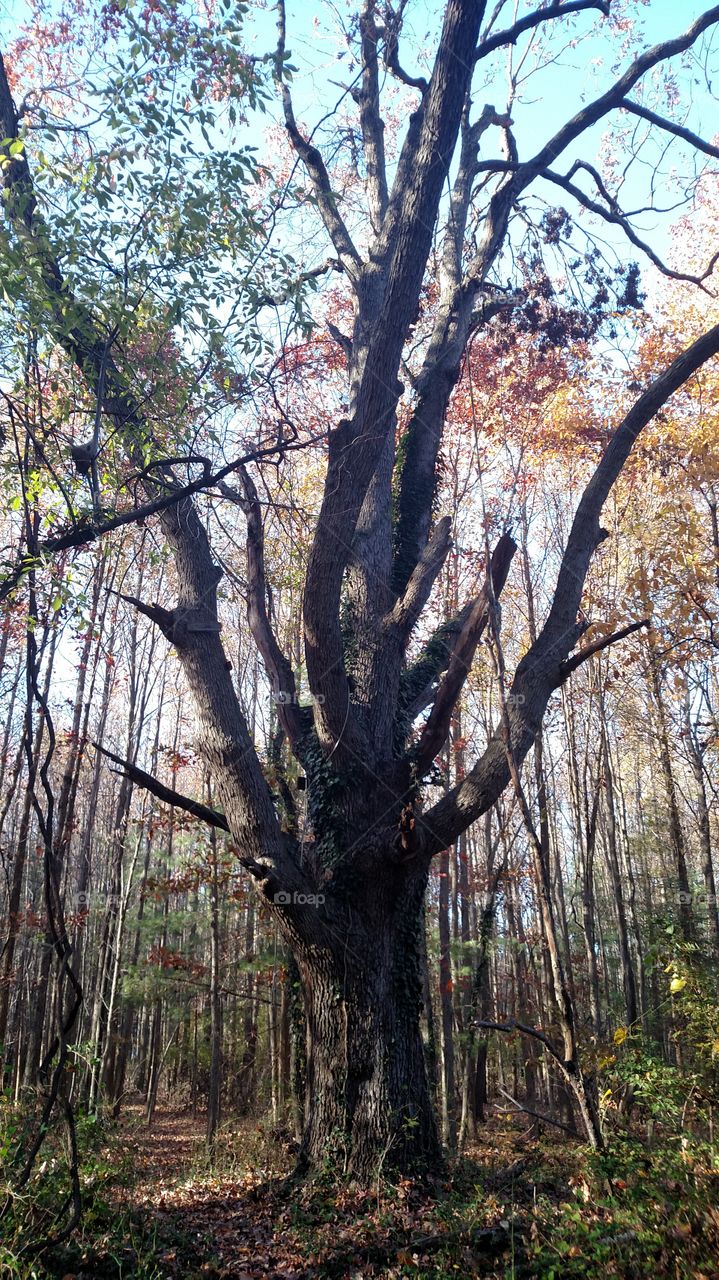 Old Tree