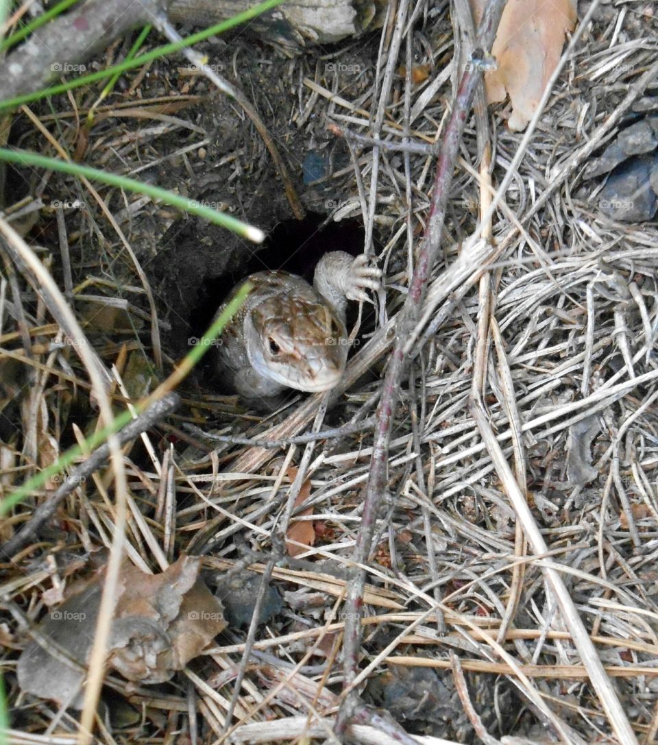 Nature, Wildlife, Animal, Outdoors, Ground