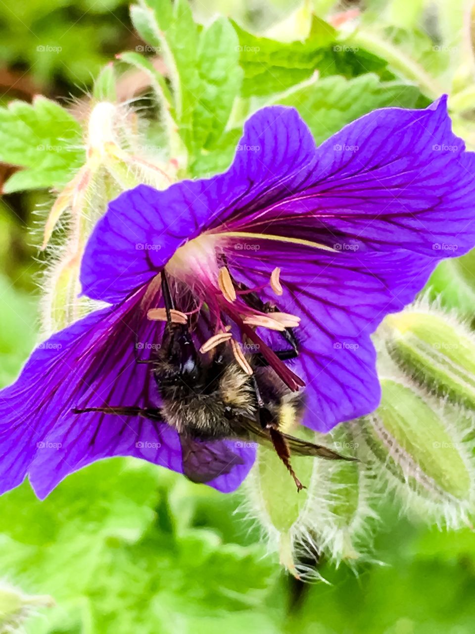 Bee in Purple
