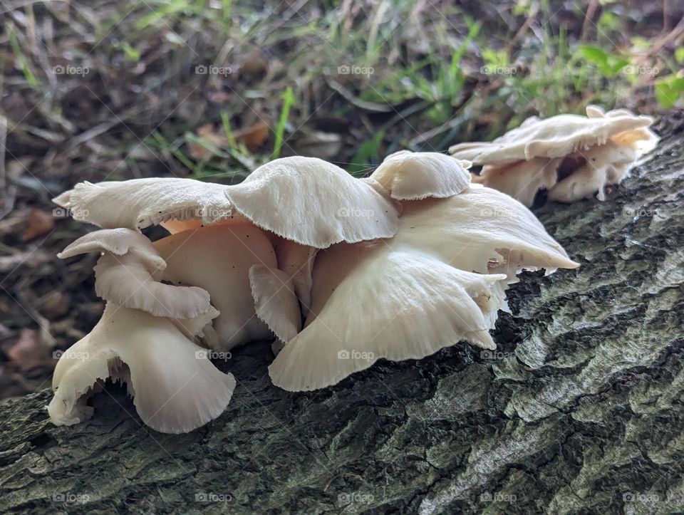 Mystical Mushrooms