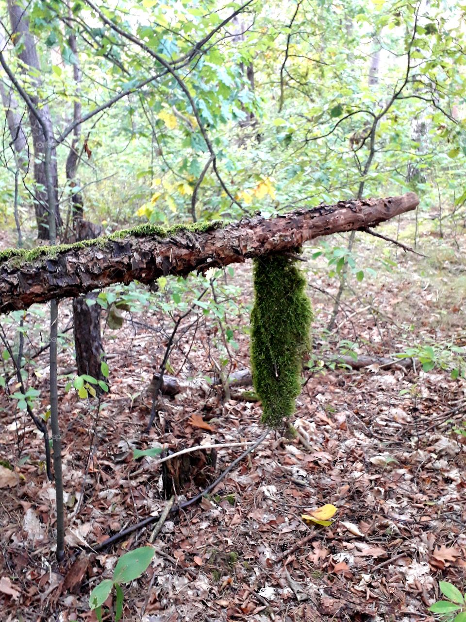 green moss hanging from a fallen trunk on a forest