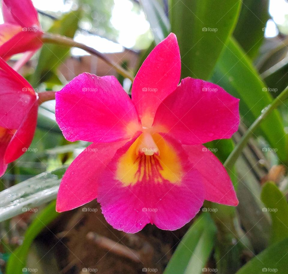 orchid