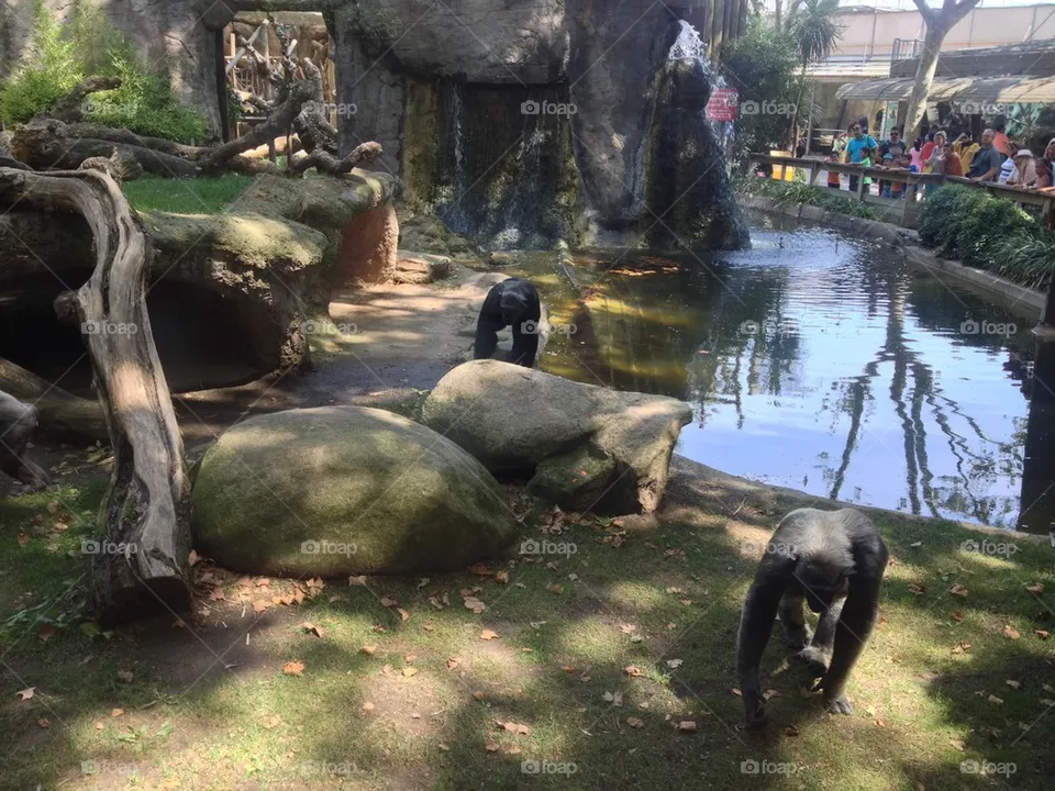 monkey