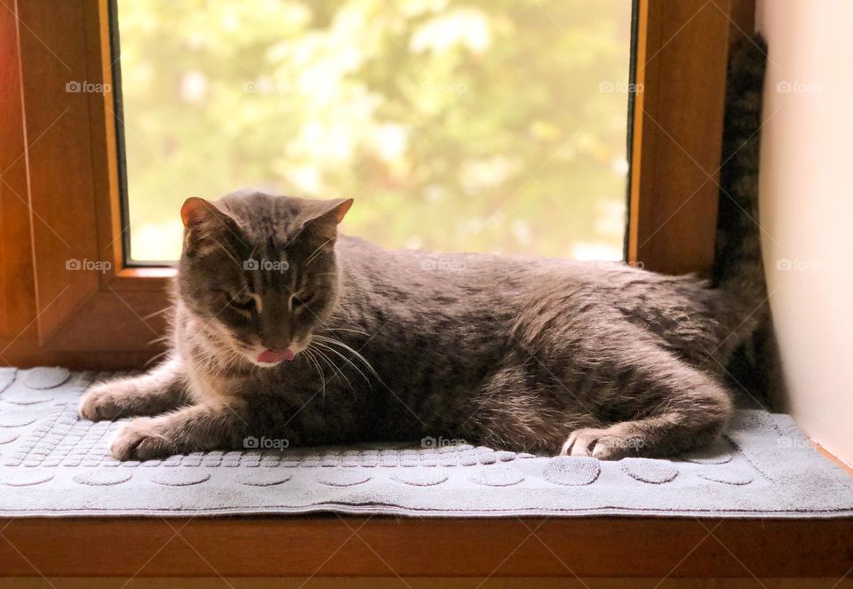 Cat on the windowsill