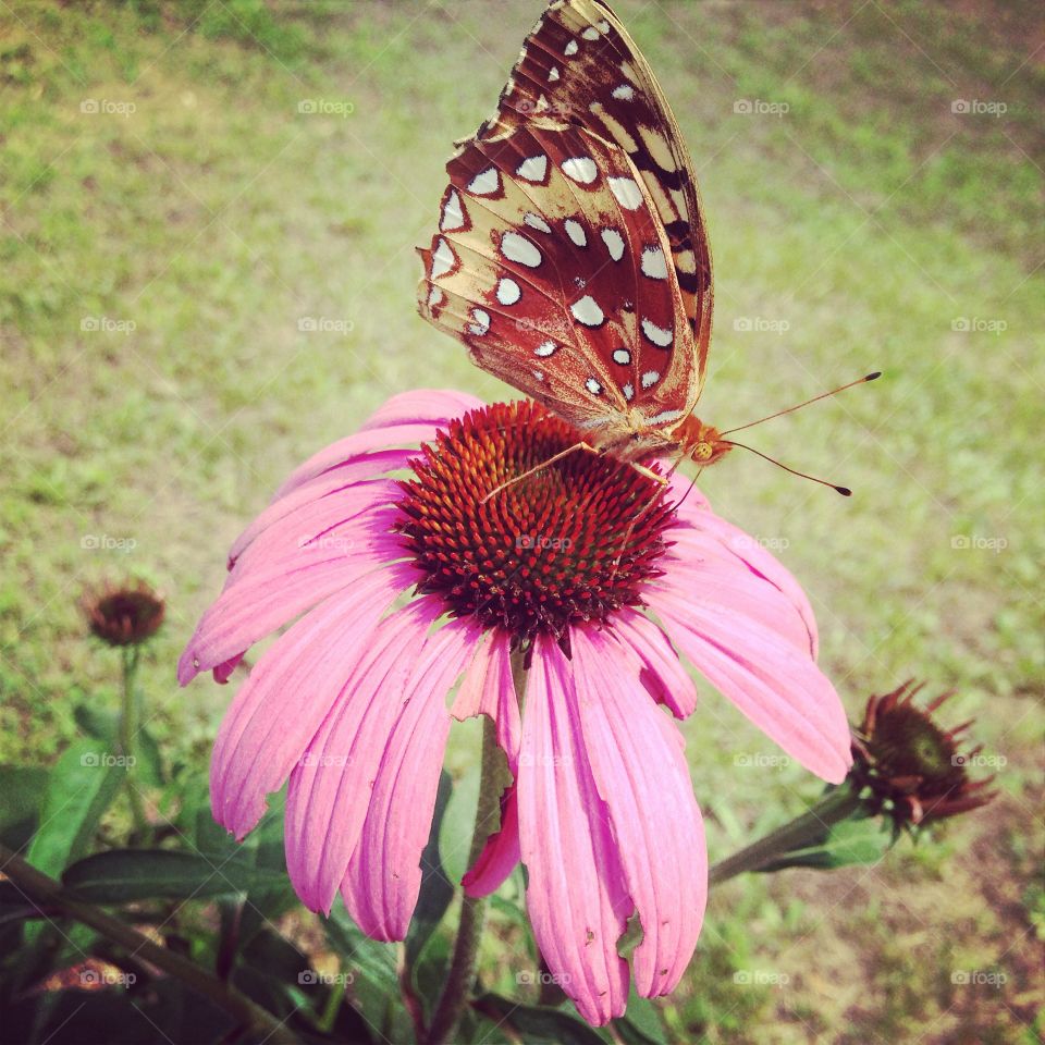 Butterfly resting. A beautiful butterfly resting in a pretty flower