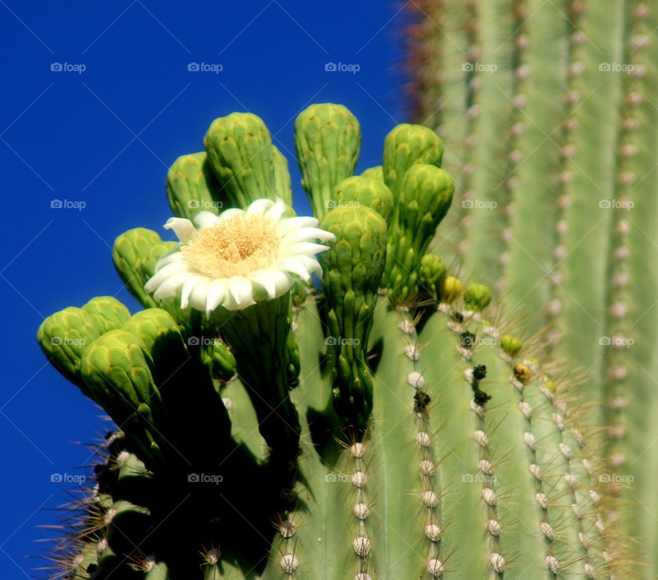 Saguaro Cactus Flower in Desert