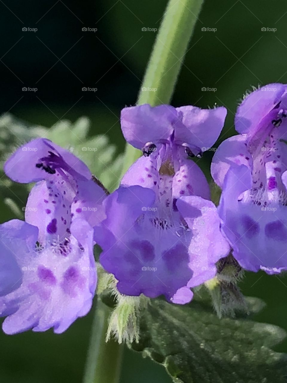 Peppermint flower - 3 dancing ladies 