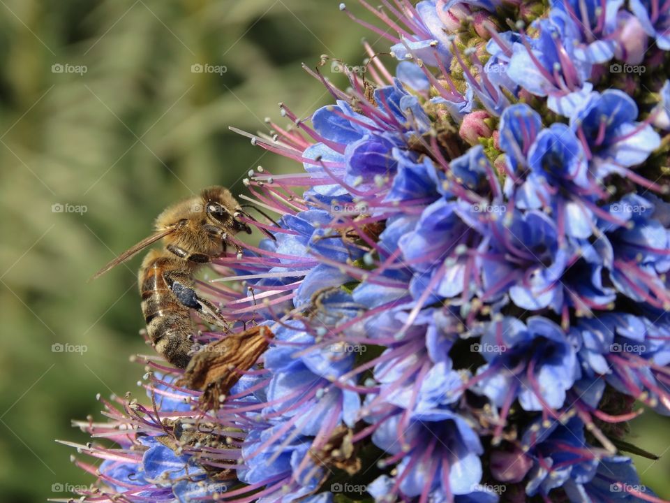 Honeybee collecting pollen from a flower