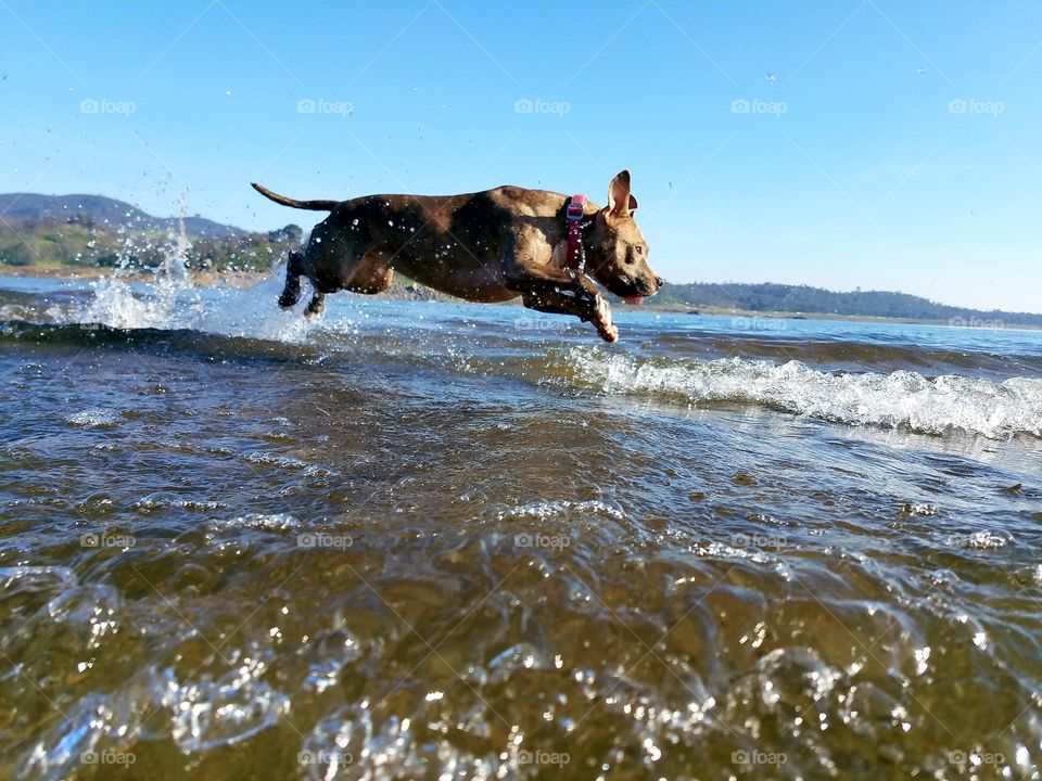Happy pup chasing waves  waves