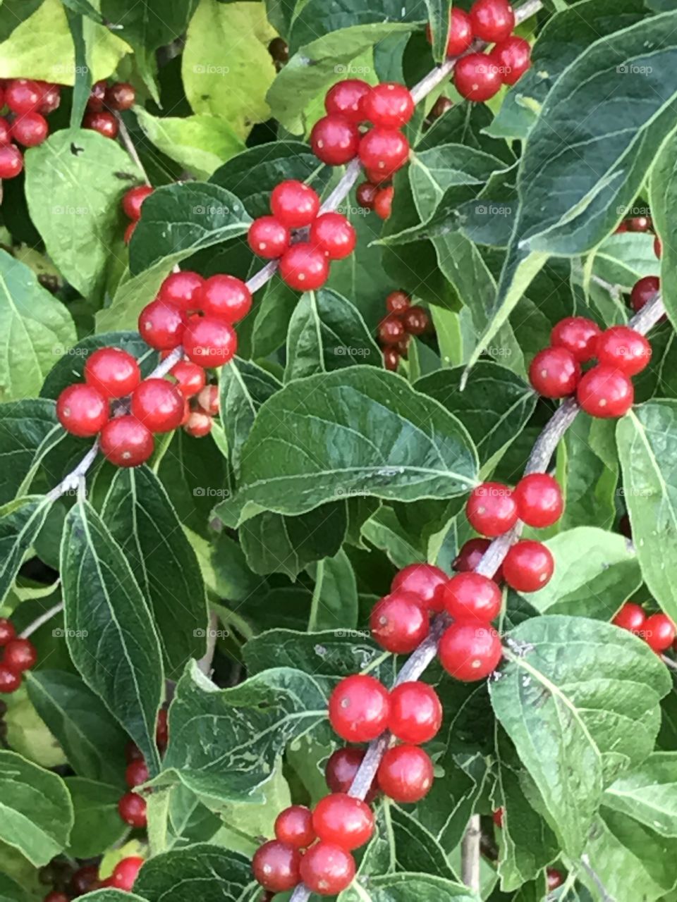 Common Honeysuckle, Wild red berries in clusters of four