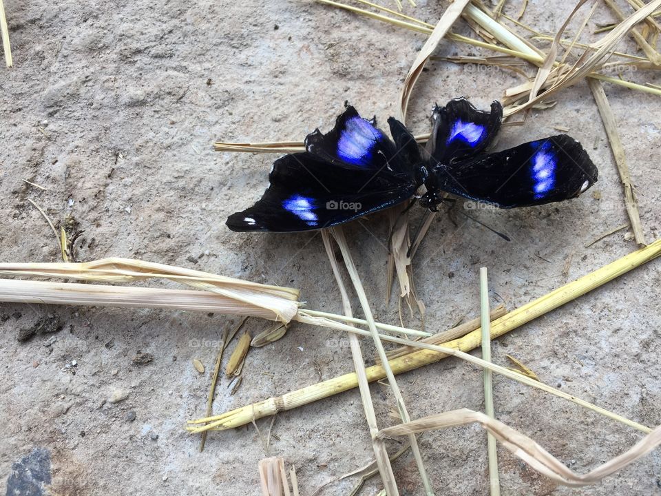 Butterfly on ground..