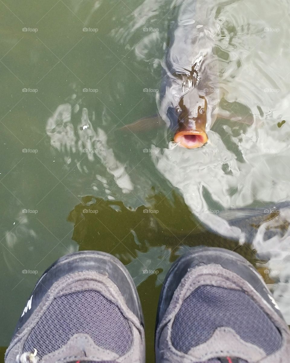 On the edge of a little lake watching the
 curious fish approaching