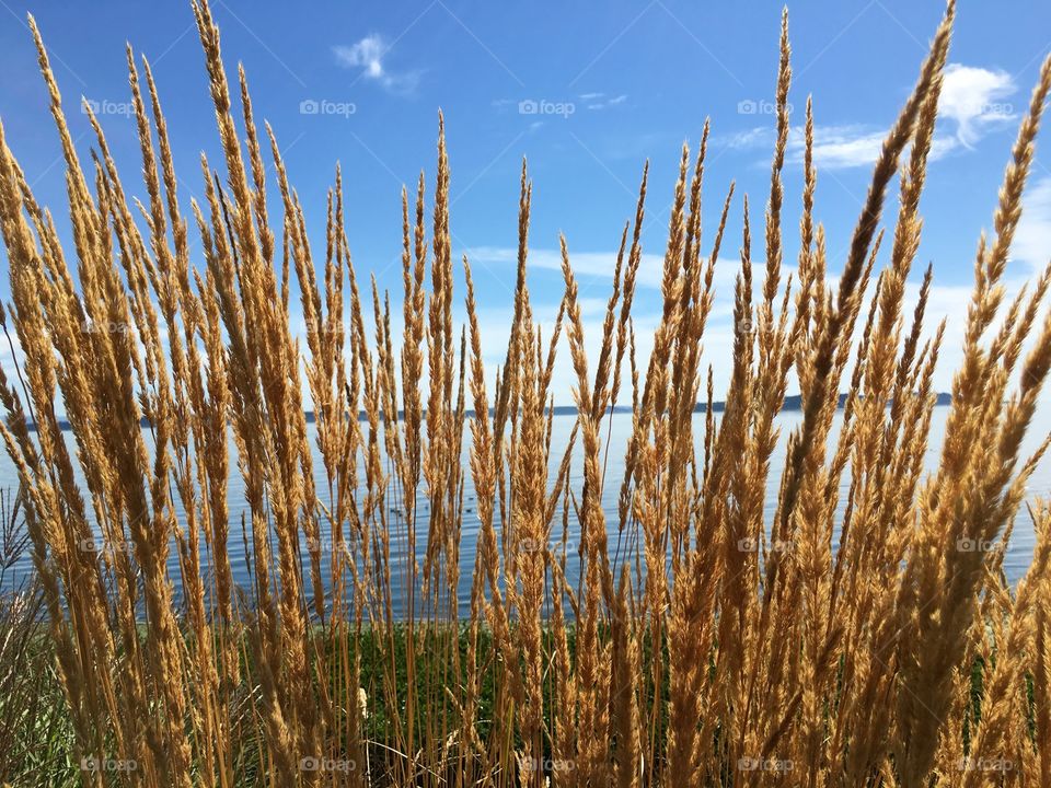 View of reeds at lake