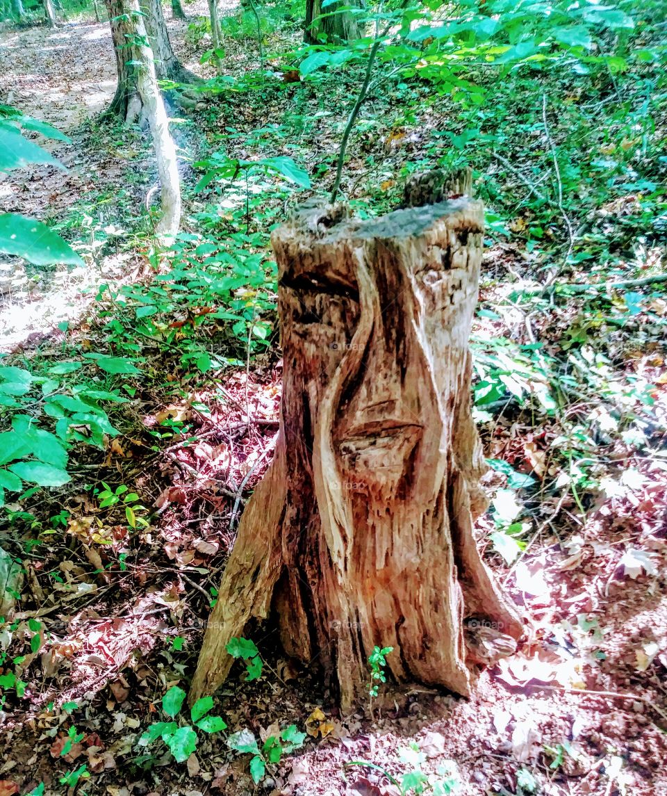 Spiritual tree trunk