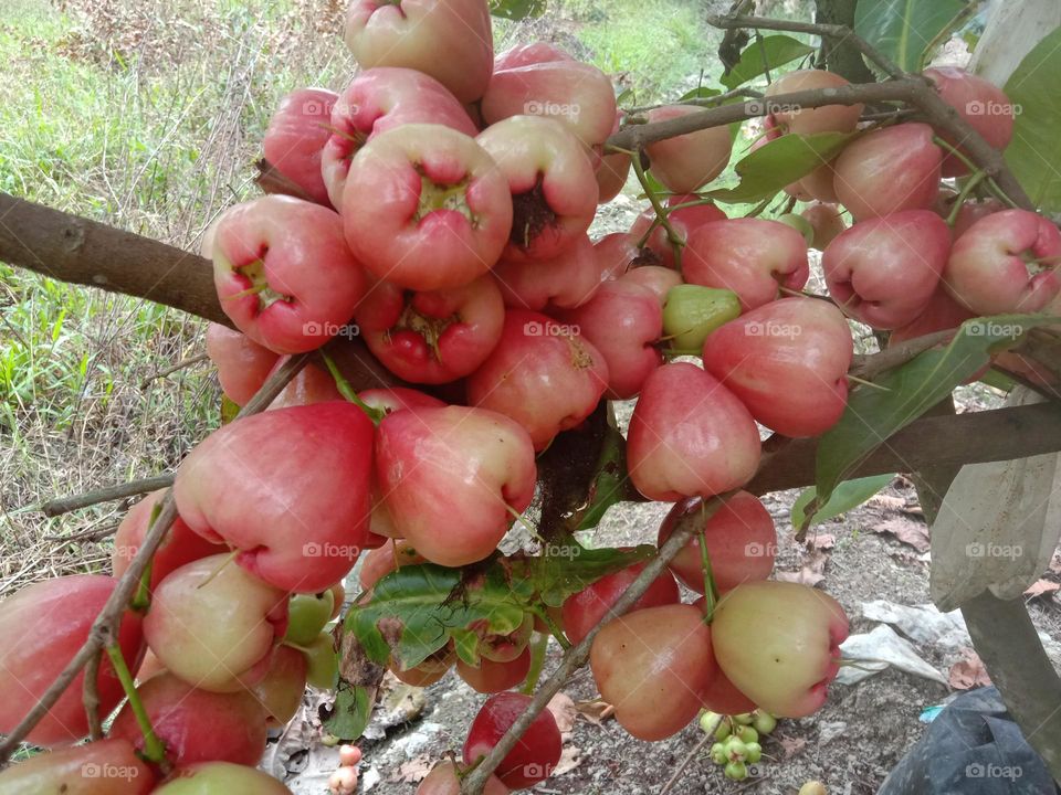 fresh fruit Myrtaceae